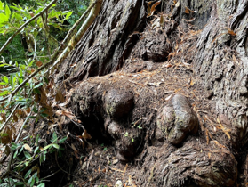 Visitors in California to world’s tallest tree face $5,000 fine