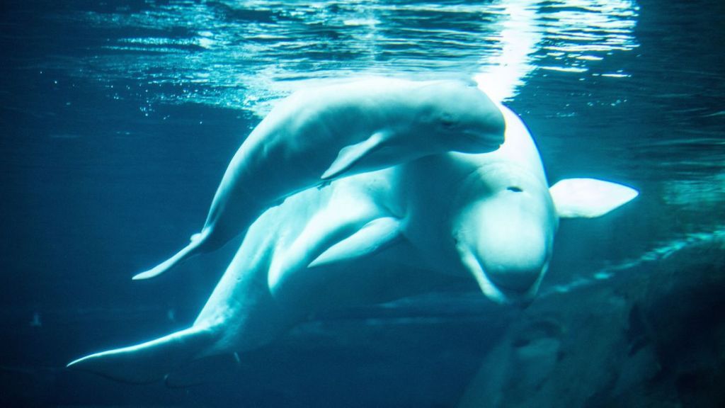 Georgia Aquarium welcomes new baby beluga