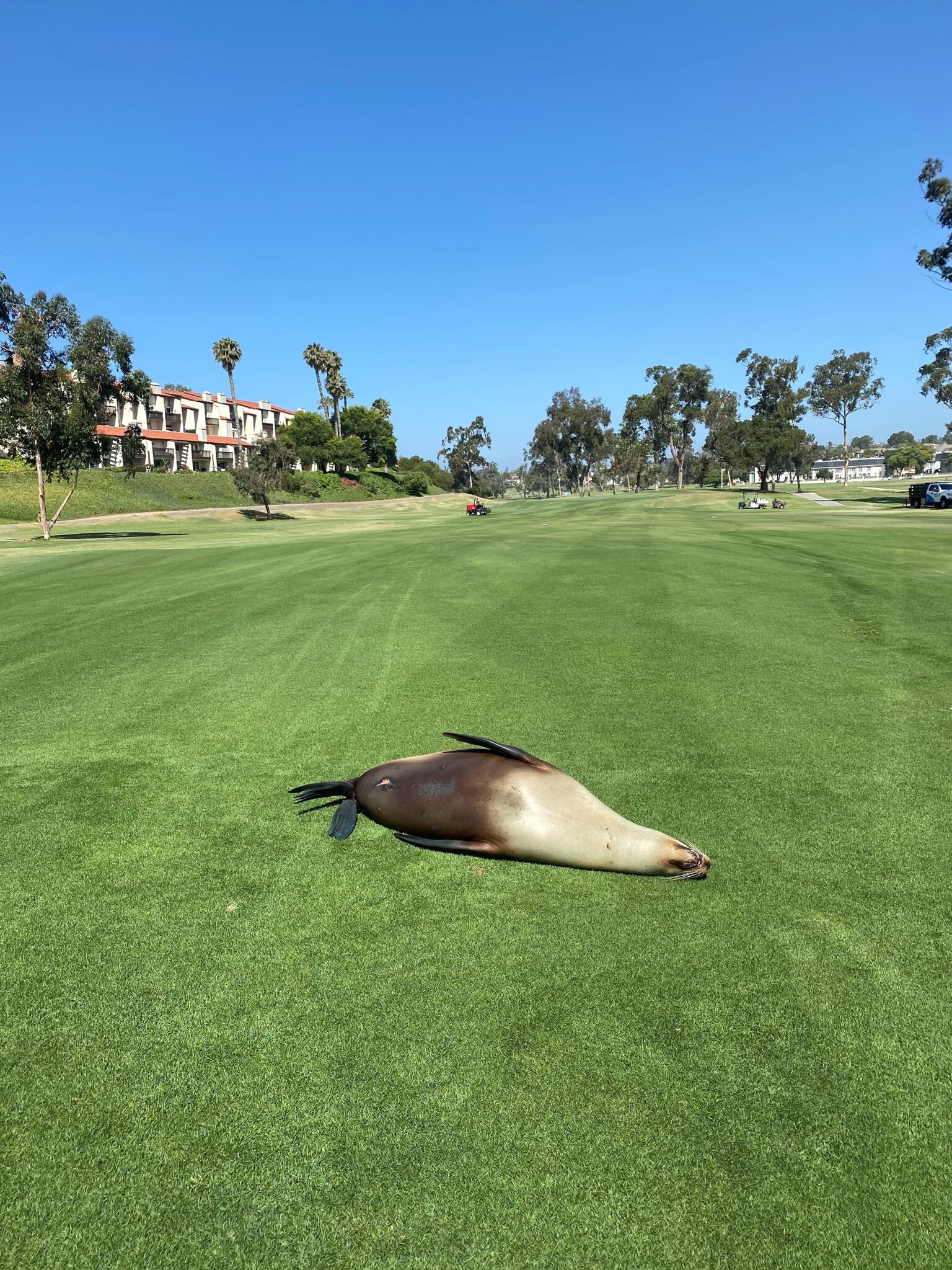 Pregnant sea lion found wandering California golf course