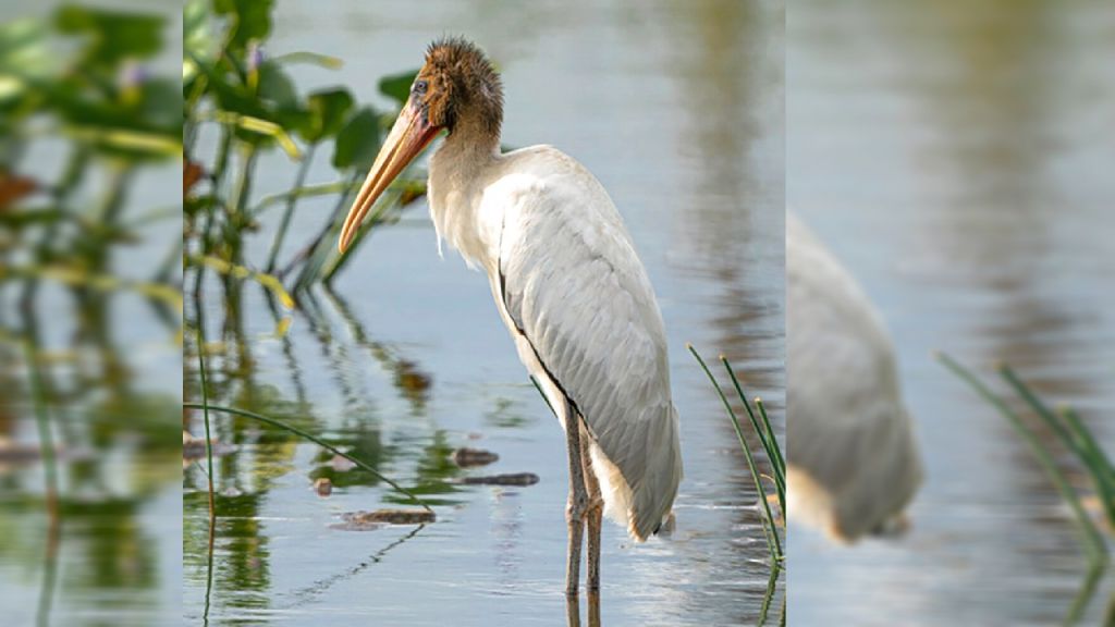 Tropical stork that migrated to New York dies after eating trash