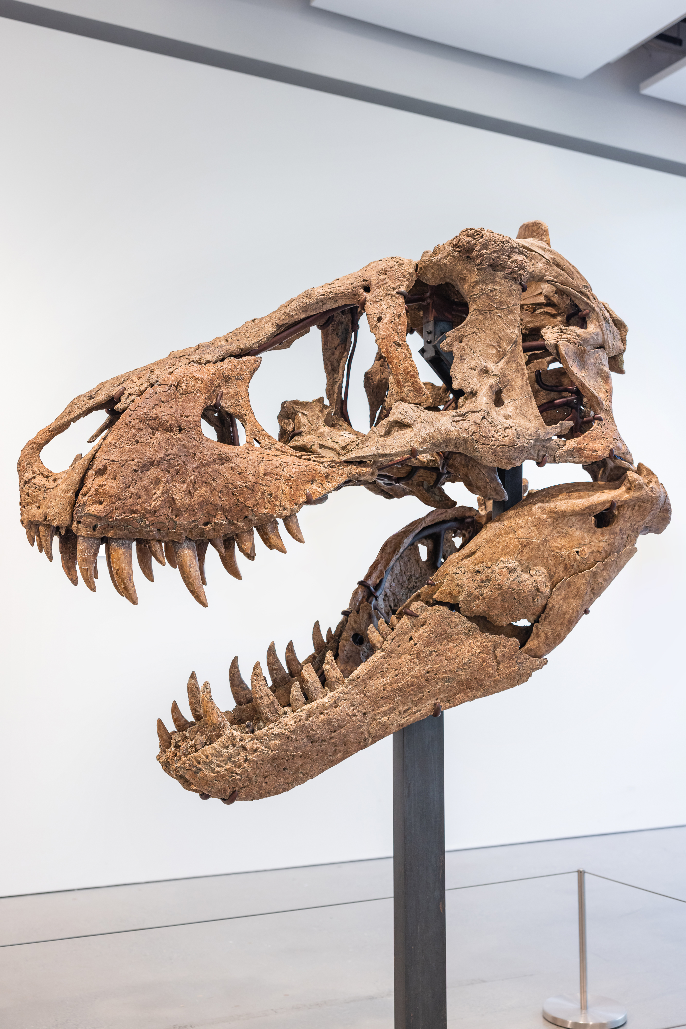 T. rex skull expected to sell for $15 million at auction