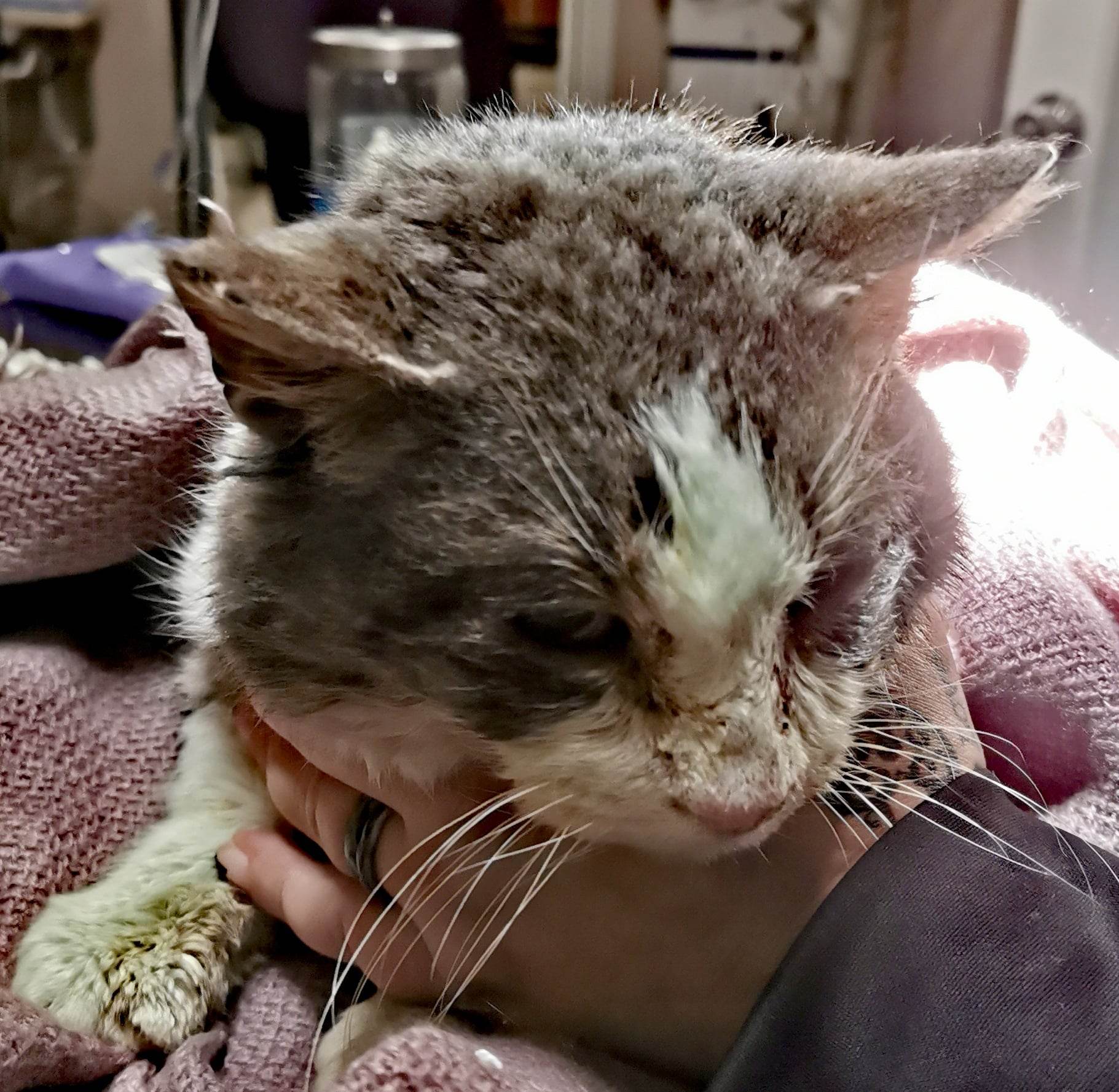 Rescuers save cat found frozen to the ground