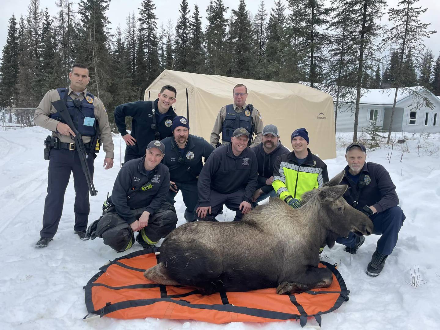 Moose rescue