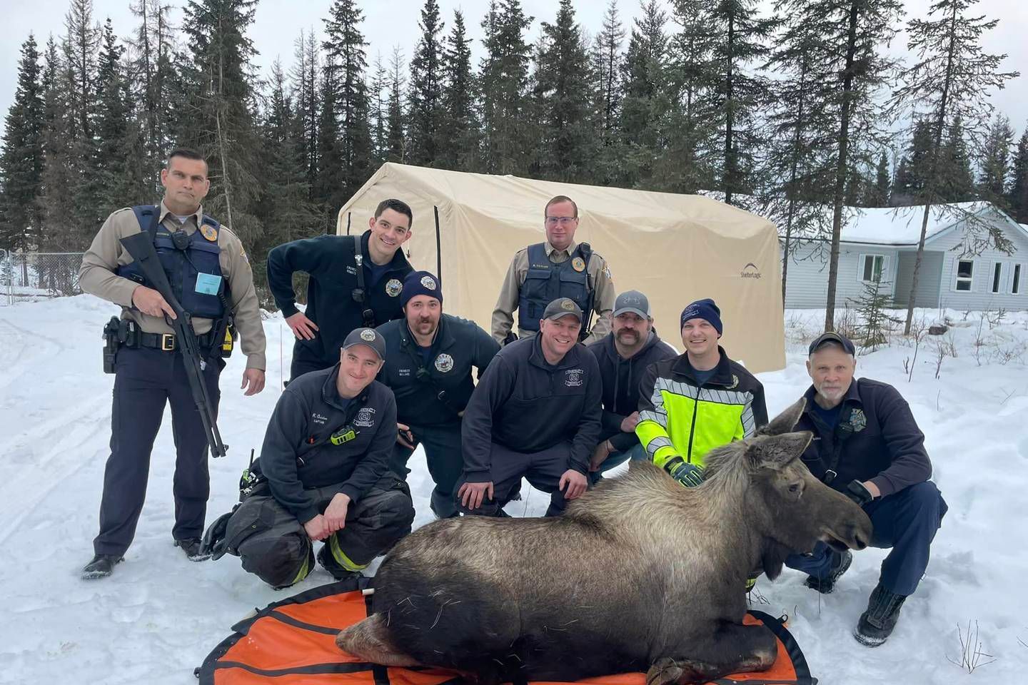 Moose rescue