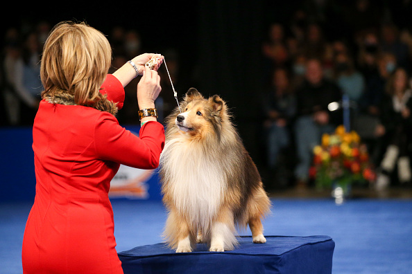 Photos: National Dog Show 2021