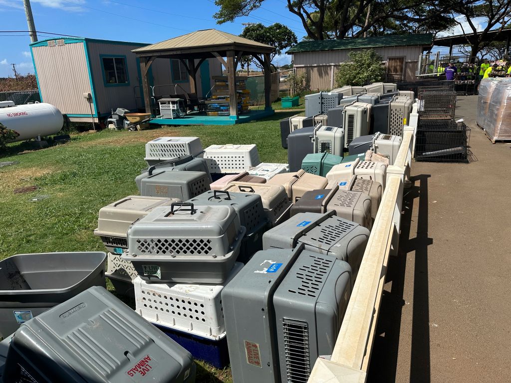 Hawaii Fires Pets