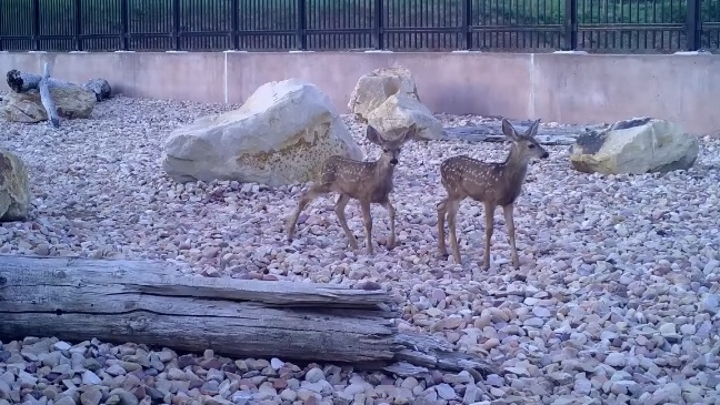 Video shows Utah overpass designed for wildlife is working