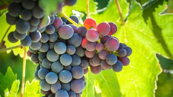 1,500 pounds of grapes used for communion wine stolen from Missouri church