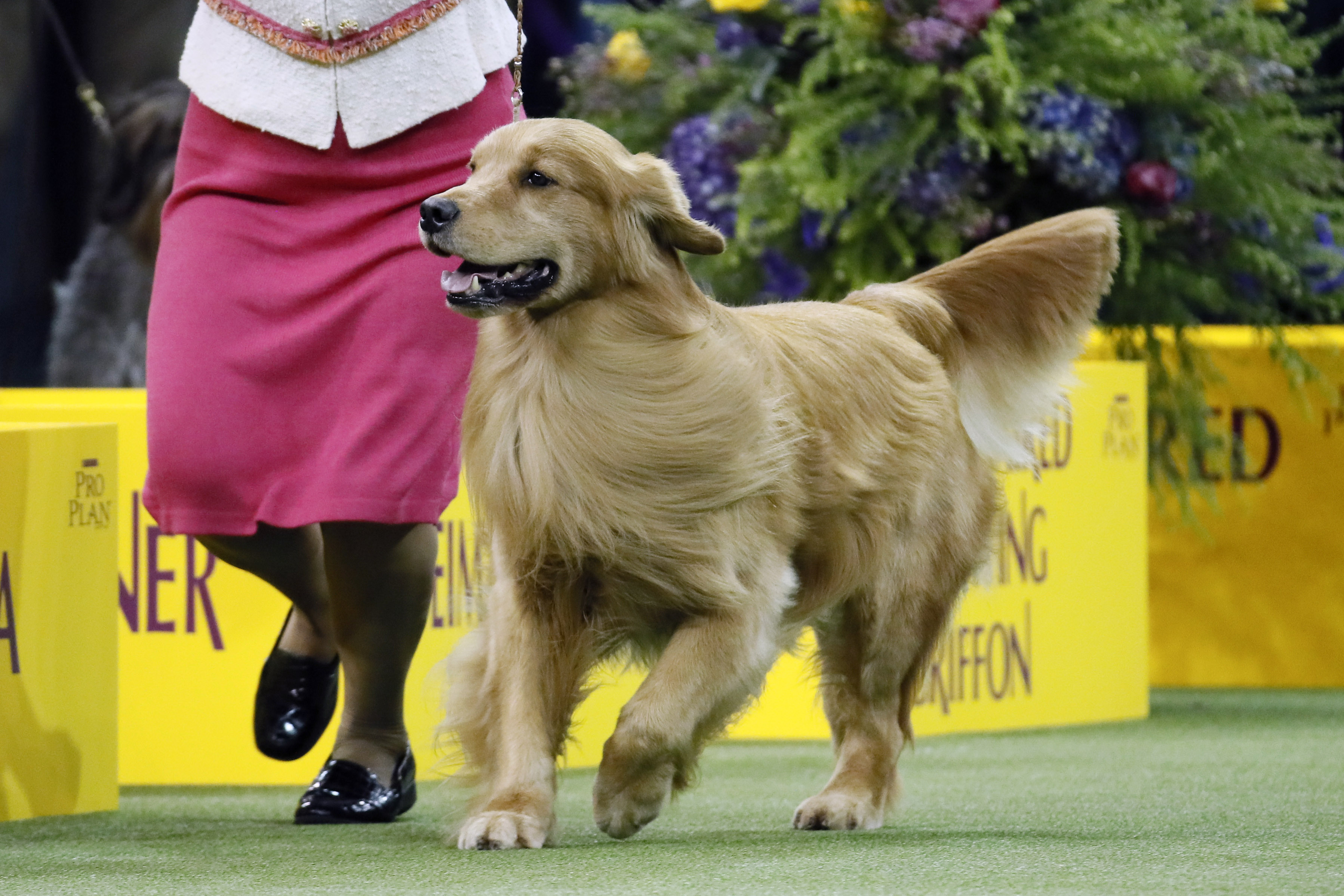 Photos: American Kennel Club’s most popular dogs
