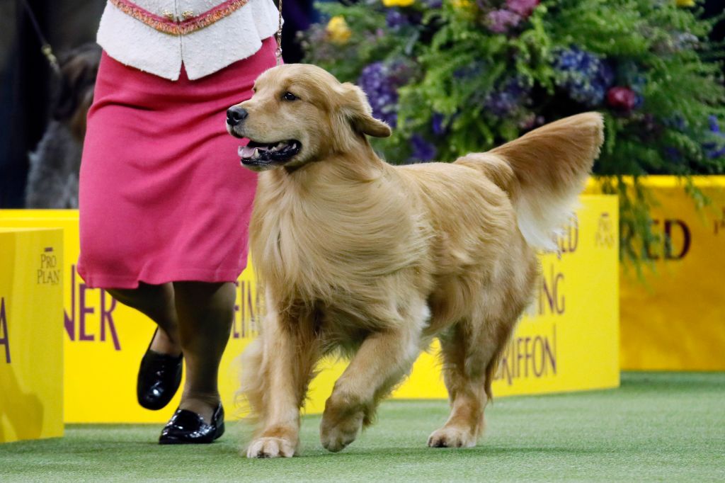 Photos: American Kennel Club’s most popular dogs
