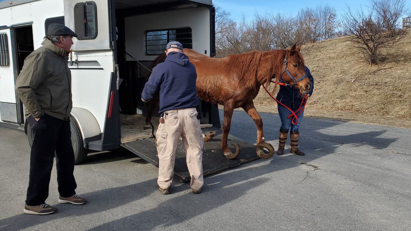 ‘Worst case of neglect I’ve ever seen’: Non-profit caring for two horses rescued in Massachusetts