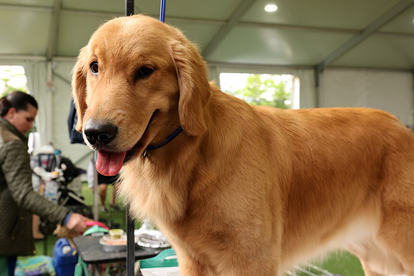 147th Annual Westminster Kennel Club Dog Show Presented by Purina Pro Plan