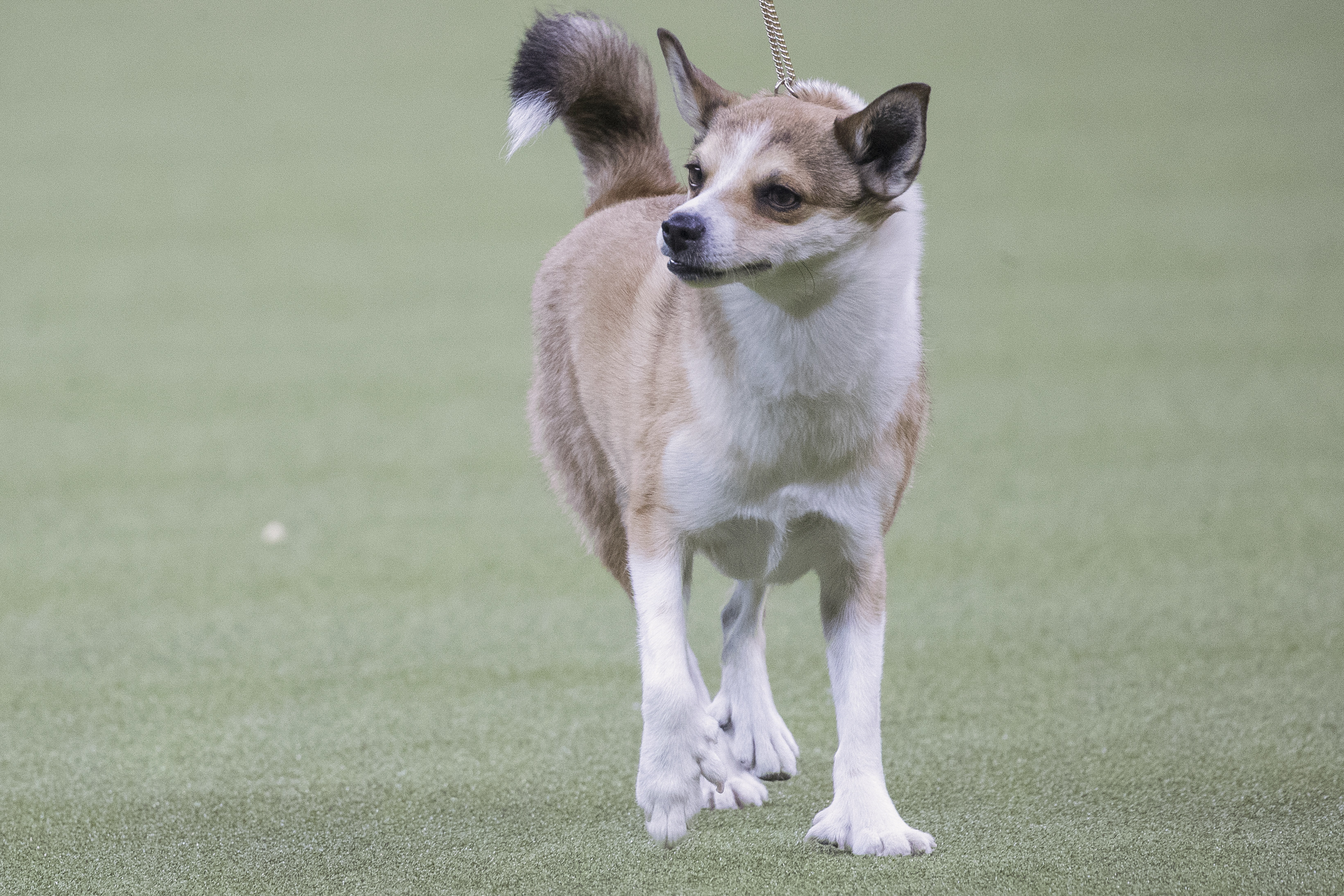 Photos: American Kennel Club’s most popular dogs