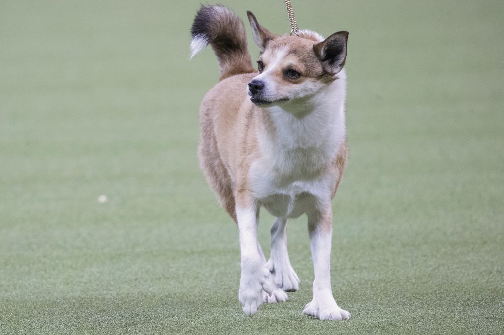 Photos: American Kennel Club’s most popular dogs