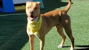 Dog at Ohio animal shelter for nearly 2 years adopted