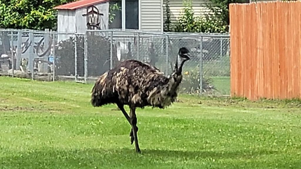 Emu on the loose: