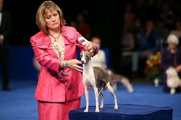 Photos: National Dog Show 2021