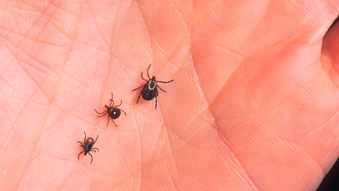 Ticks
