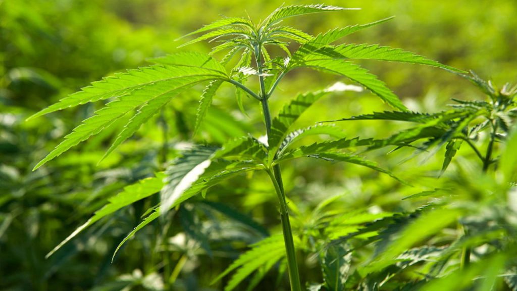 Virginia legalizes marijuana