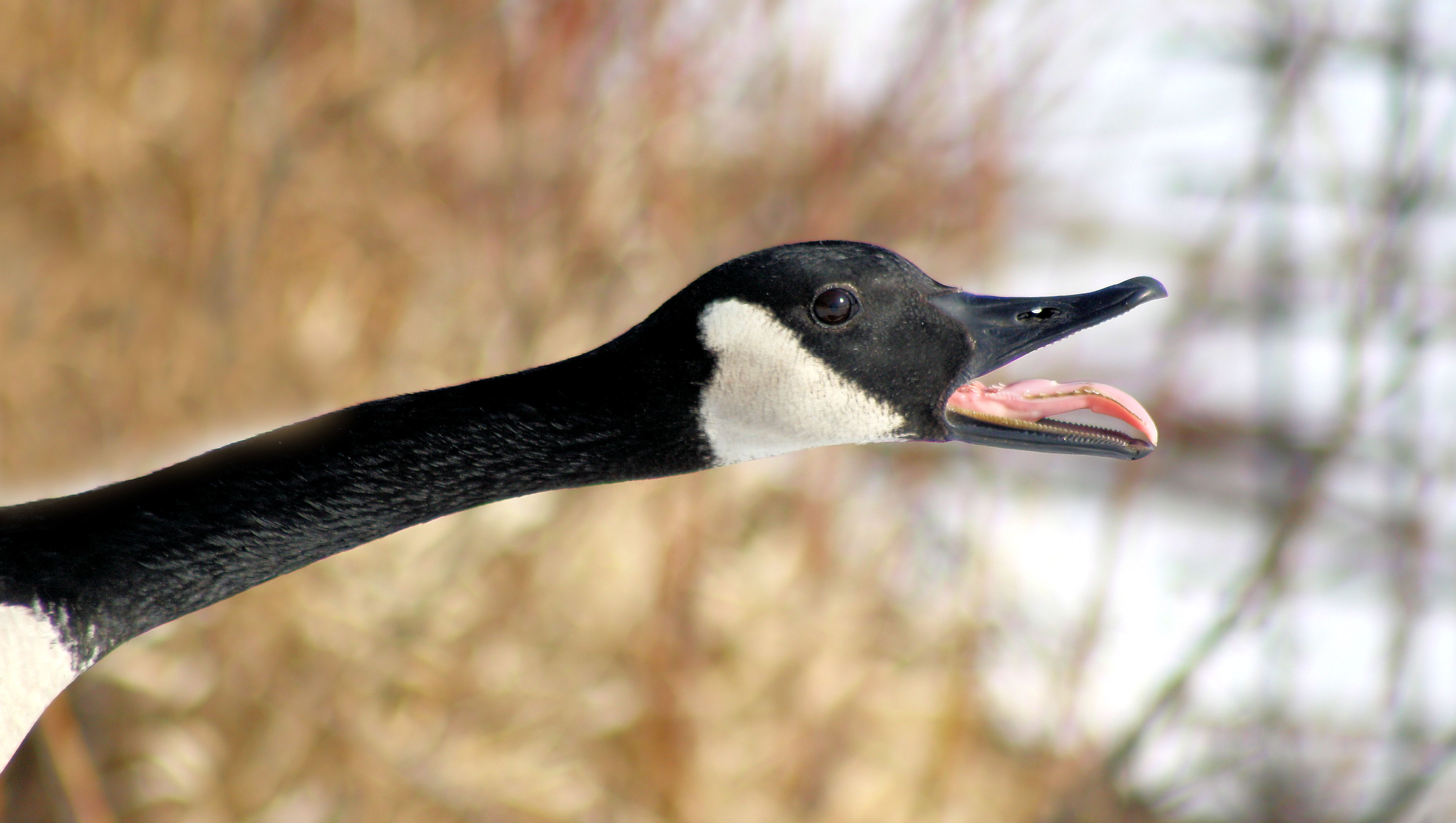 ‘Gangsta the goose’ terrorizes Utah community