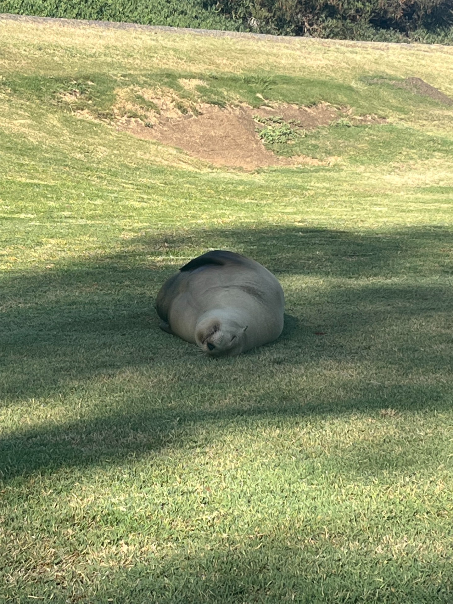 Pregnant sea lion found wandering California golf course