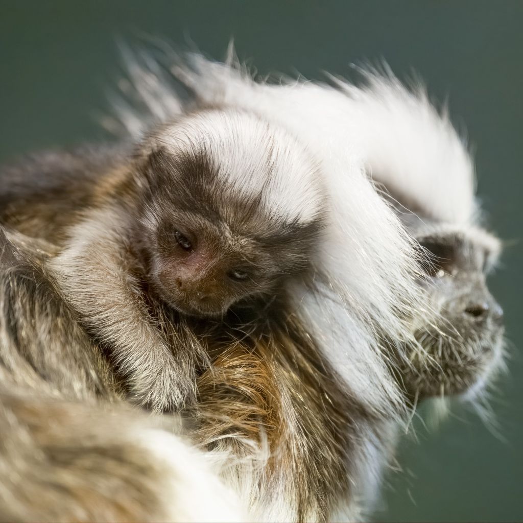 Nashville Zoo welcomes endangered cotton-top tamarin monkey