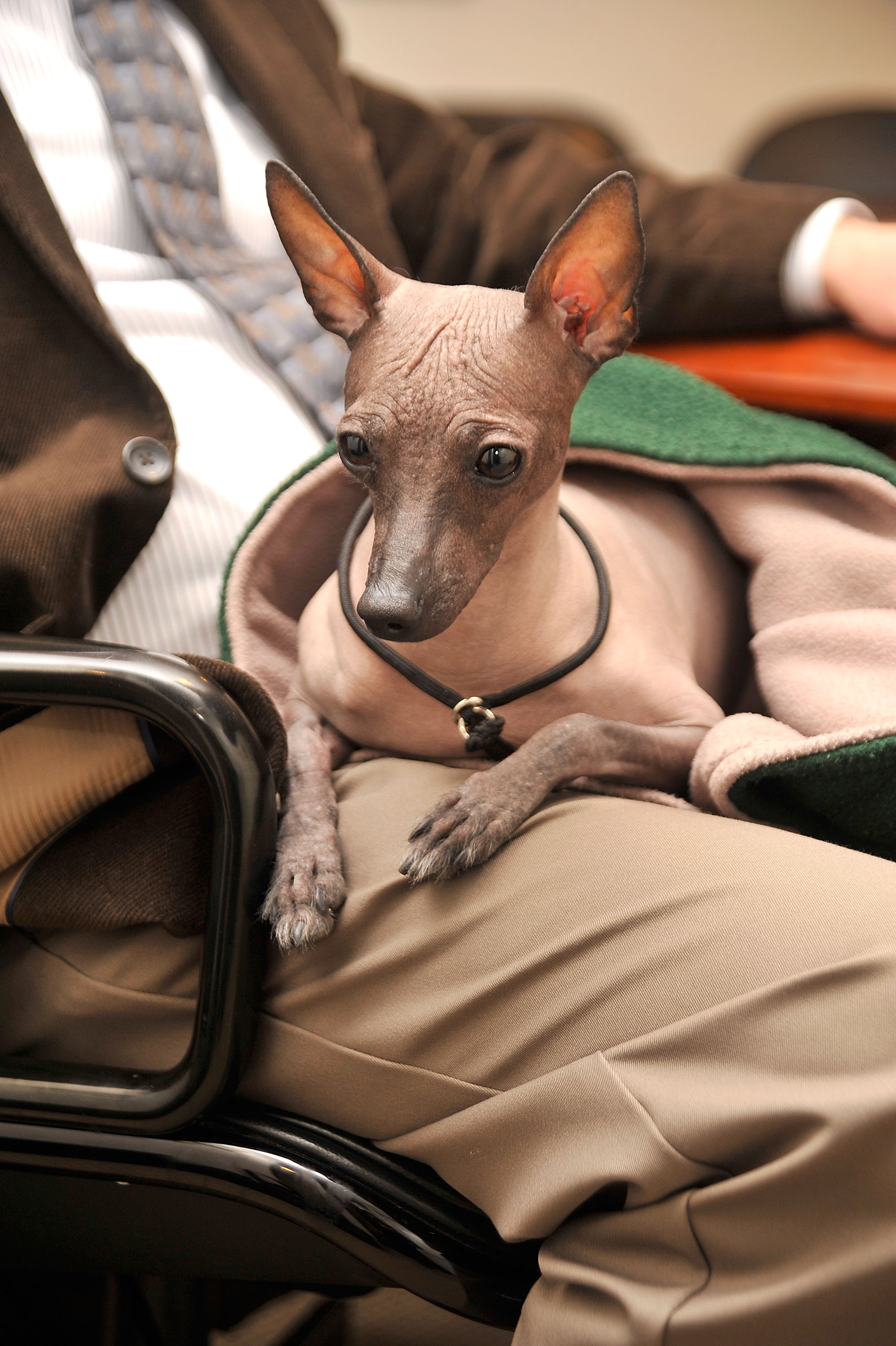 Xoloitzcuintli jumps to 119 in AKC rankings