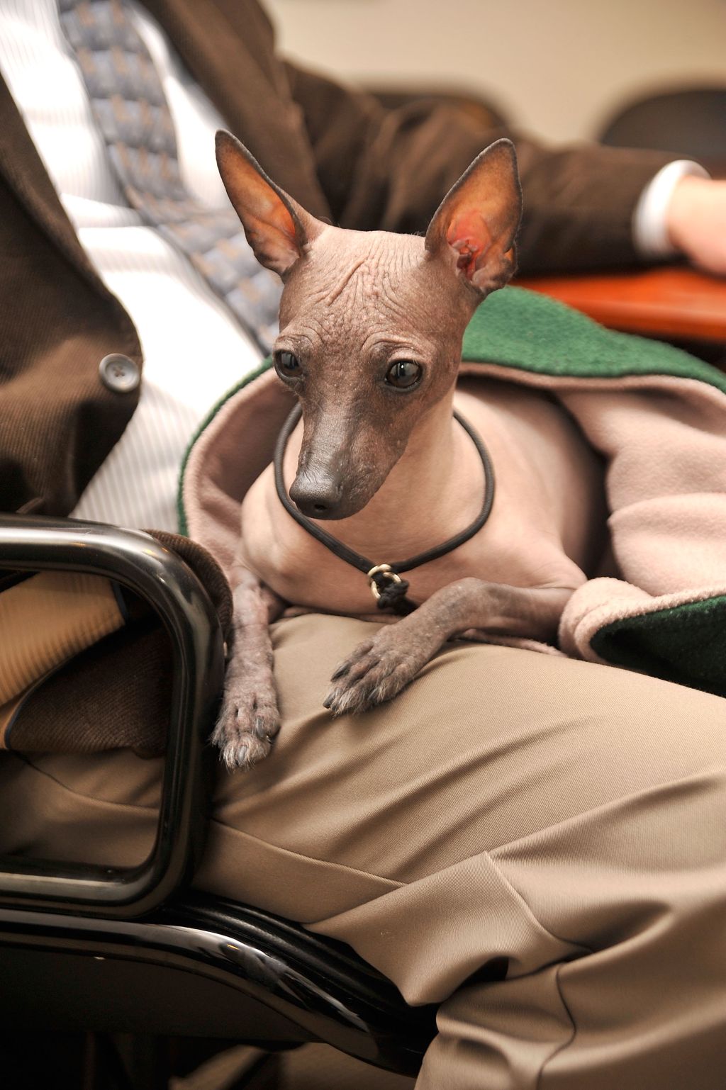 Xoloitzcuintli jumps to 119 in AKC rankings