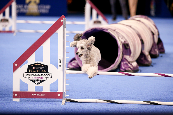 Photos: National Dog Show 2021