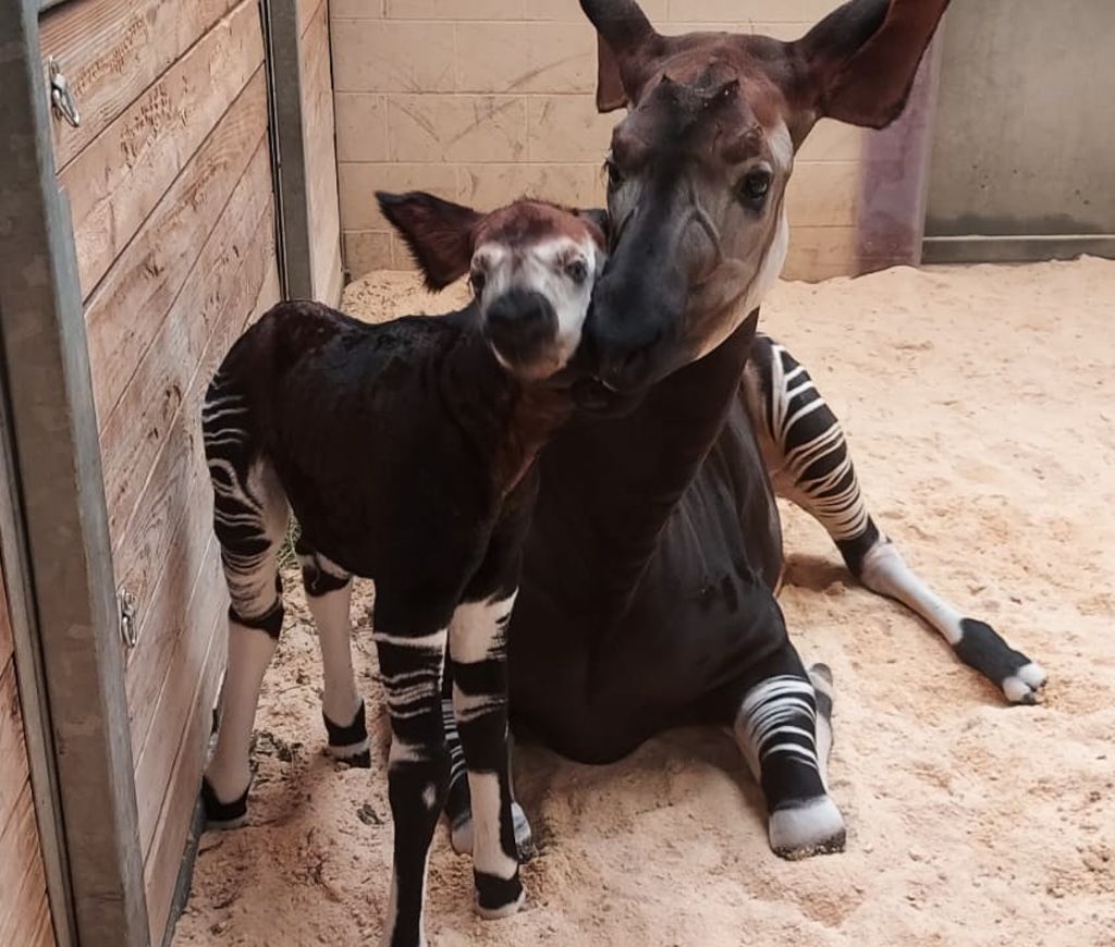Kayin and baby okapi