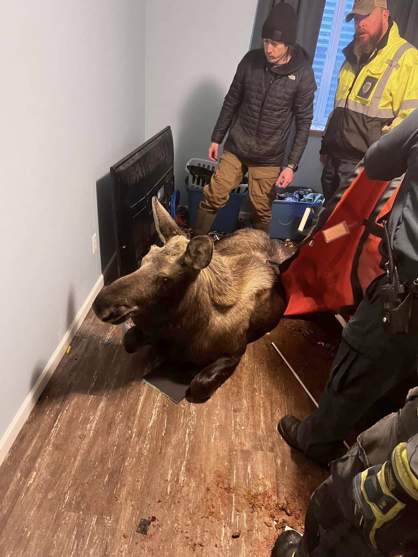 Moose rescued from Alaskan basement