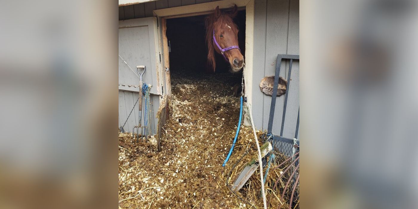 ‘Worst case of neglect I’ve ever seen’: Non-profit caring for two horses rescued in Massachusetts
