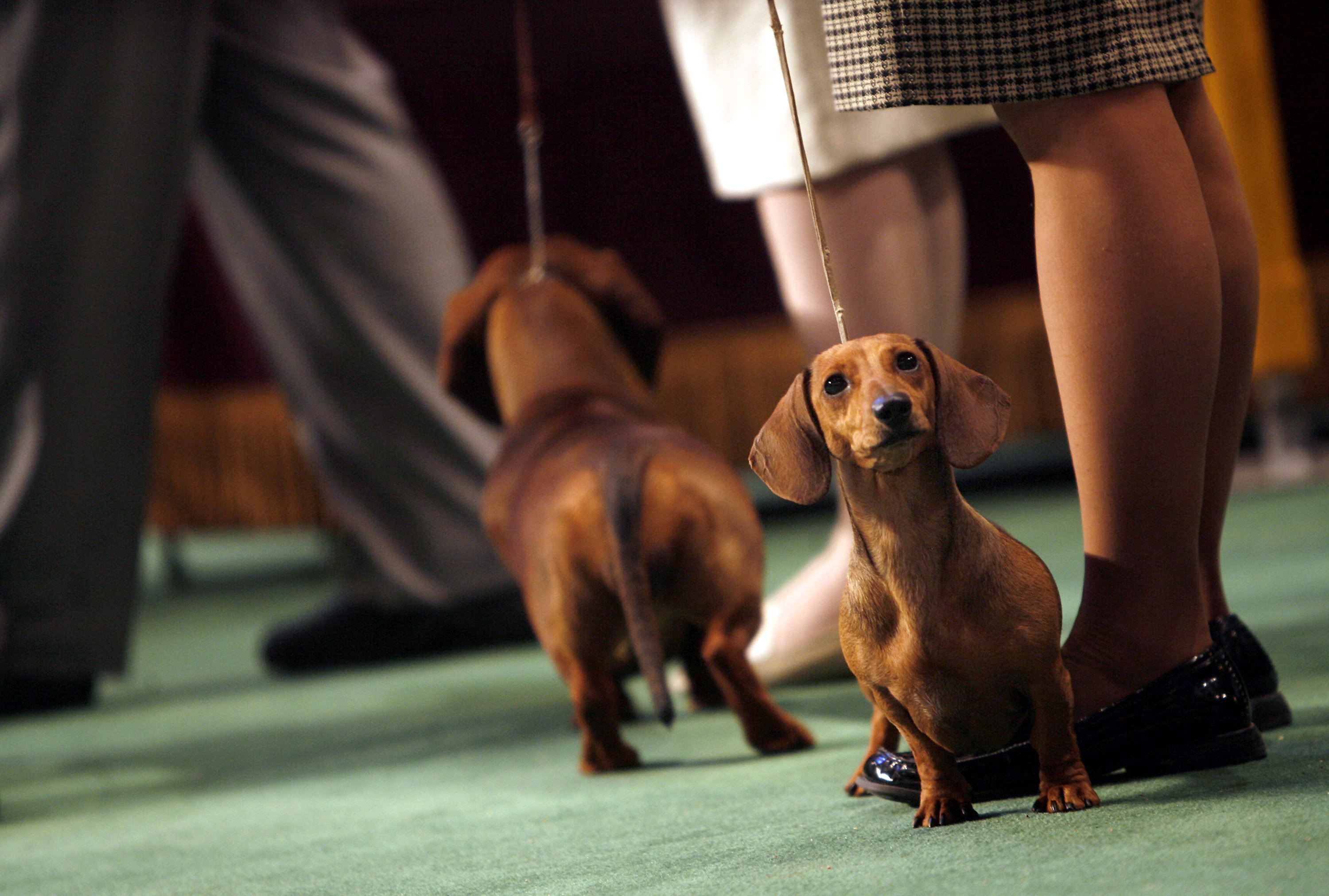 Photos: American Kennel Club’s most popular dogs