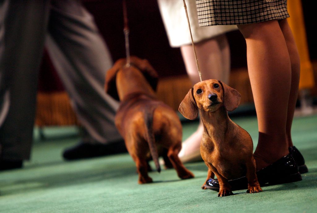Photos: American Kennel Club’s most popular dogs