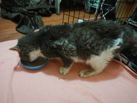 Rescuers save cat found frozen to the ground
