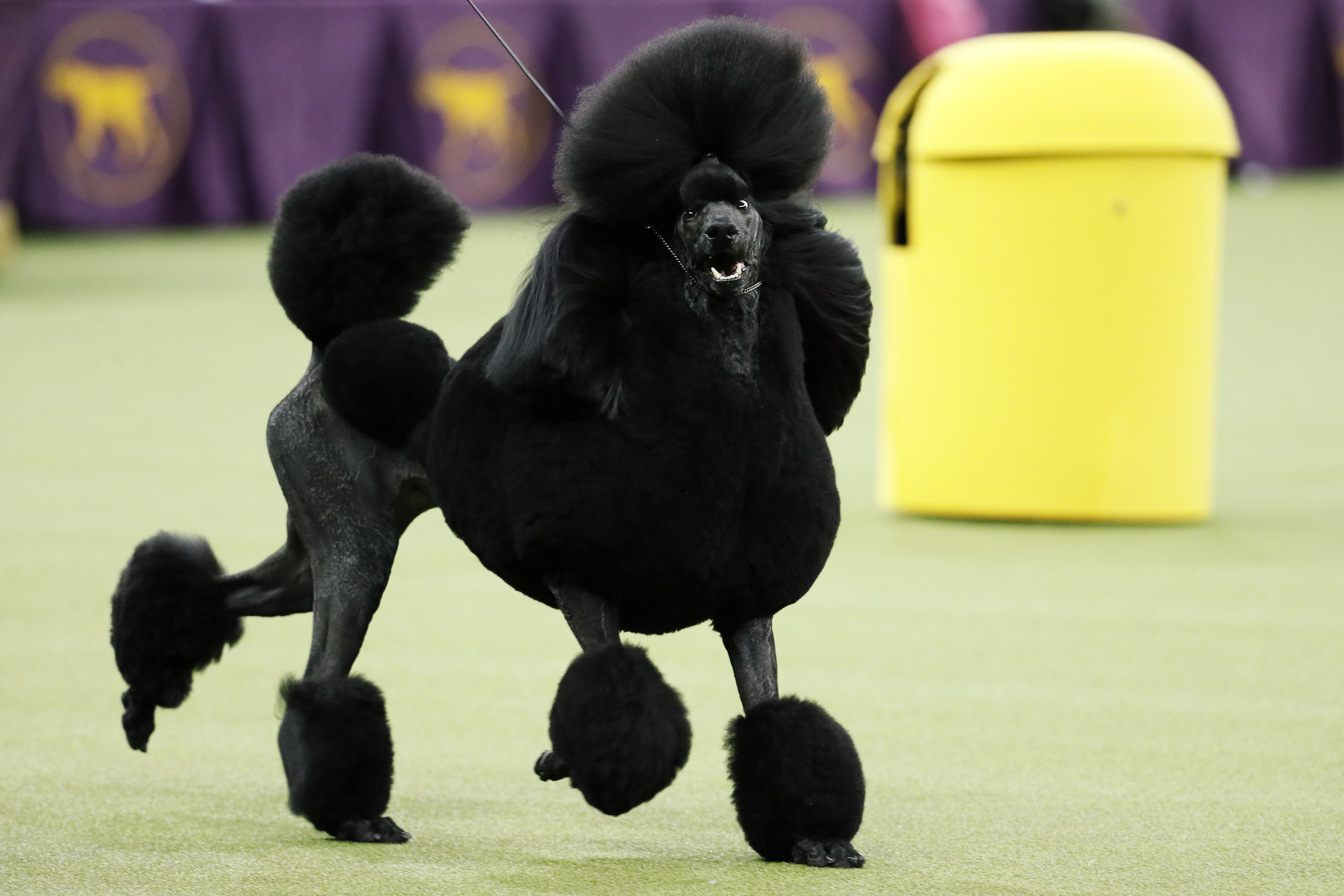 Photos: American Kennel Club’s most popular dogs
