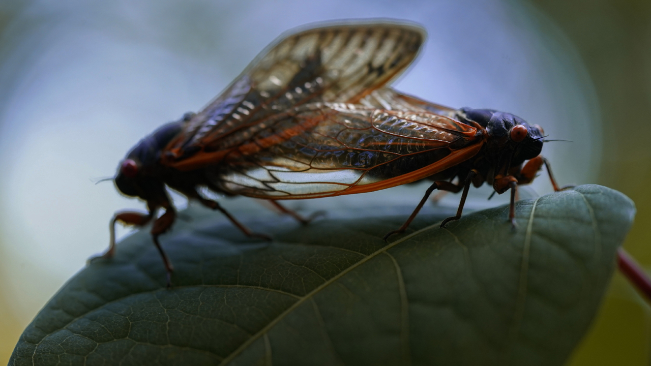 Cicada strikes driver's face, causes single-car crash in Ohio, police say