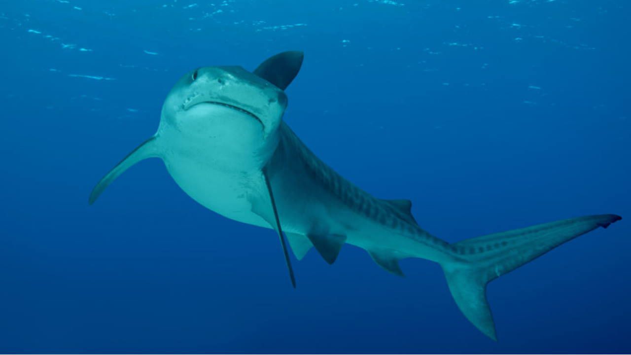 TIGER SHARK TEXAS BOY