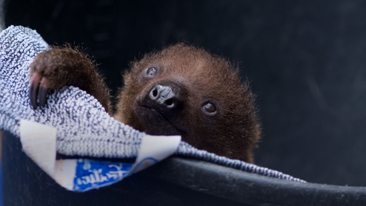 Massachusetts zoo marks its first-ever baby sloth birth - The Eagle 106 ...