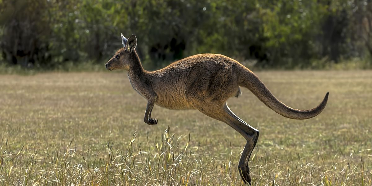 Animal shelter collecting homemade joey pouches to send to Australia