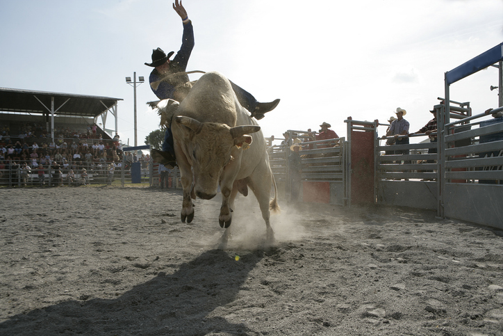 Runaway rodeo bull