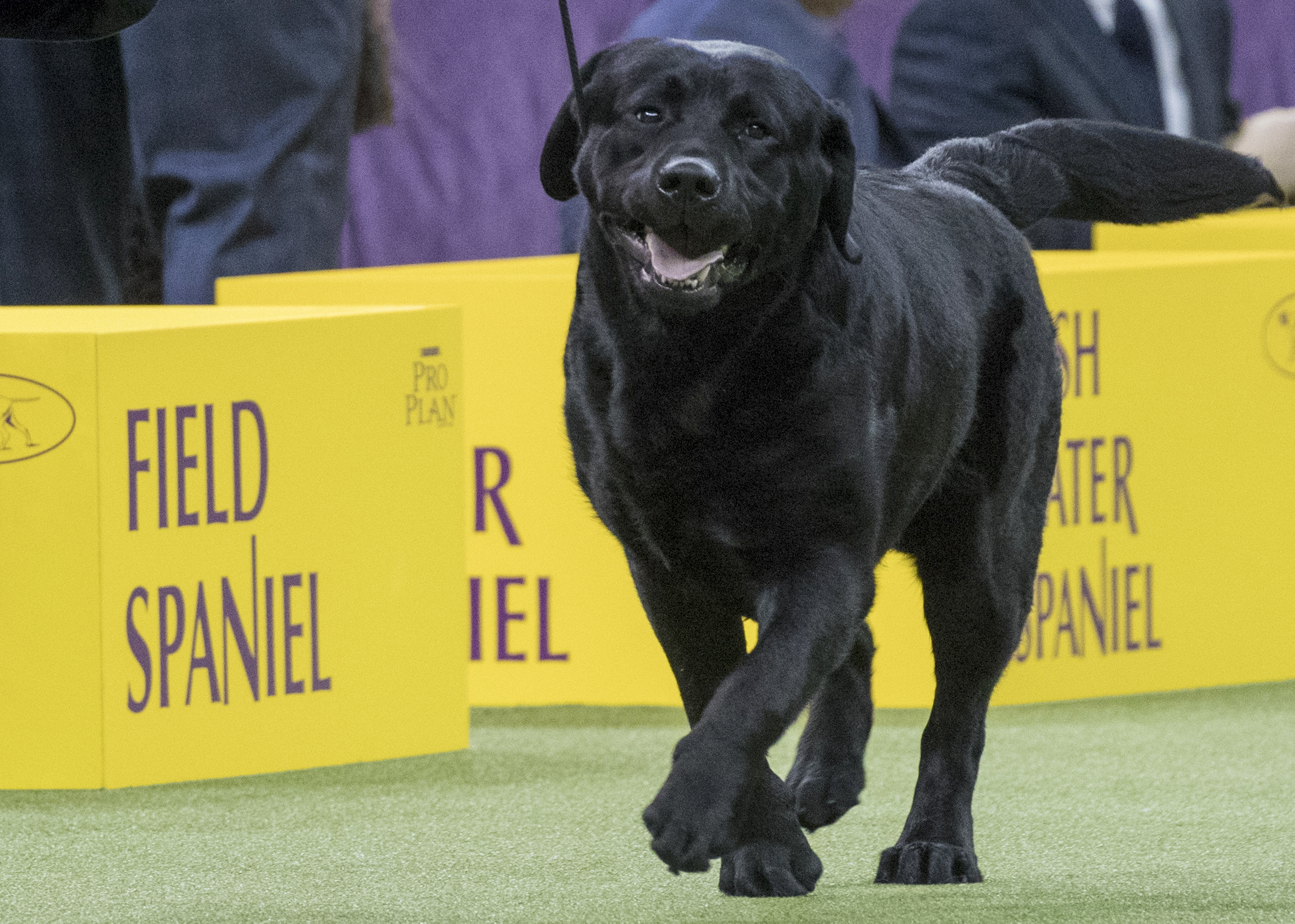 Photos: American Kennel Club’s most popular dogs
