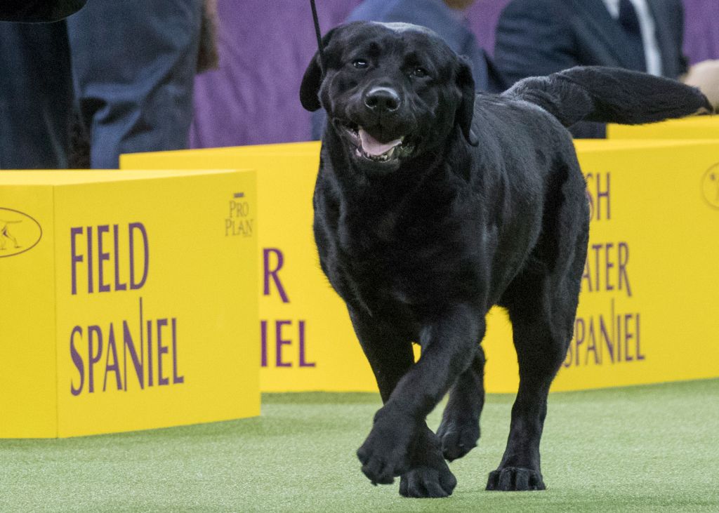 Photos: American Kennel Club’s most popular dogs