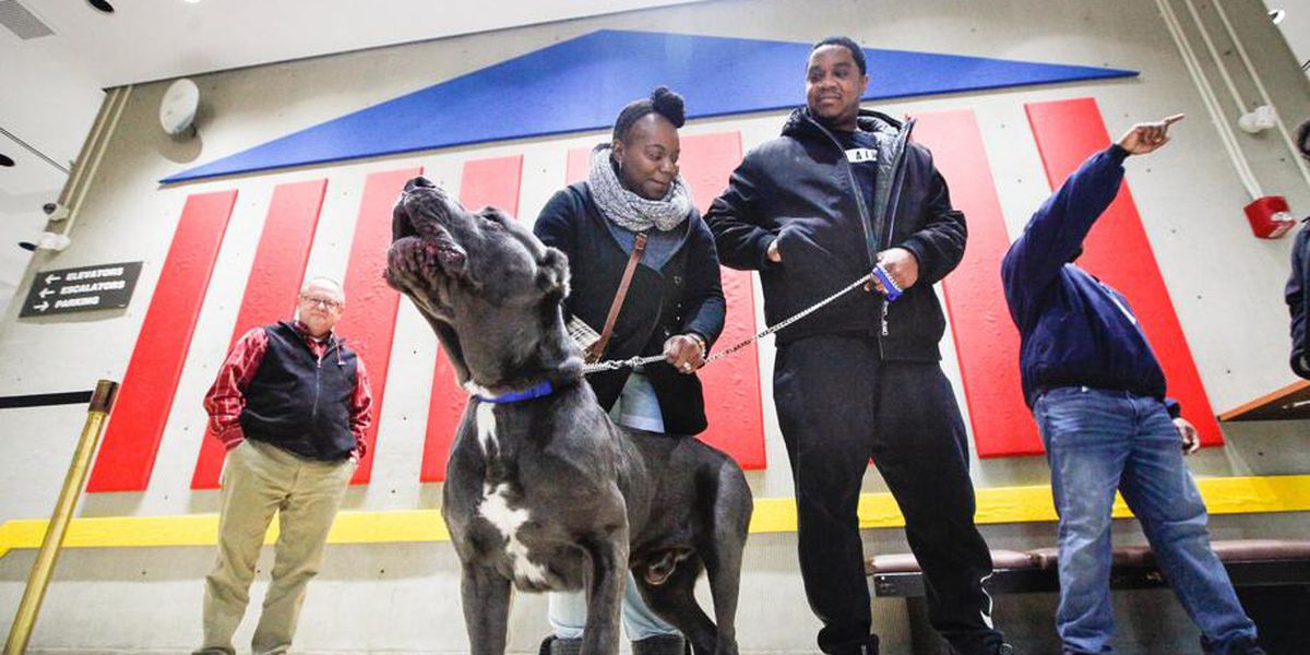 Dog lost after tornado for 5 months reunited with family in Ohio