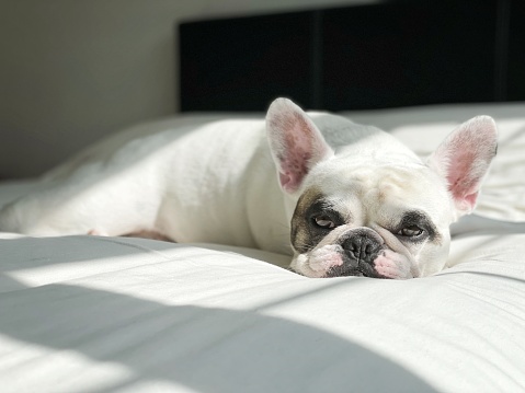 French bulldogs