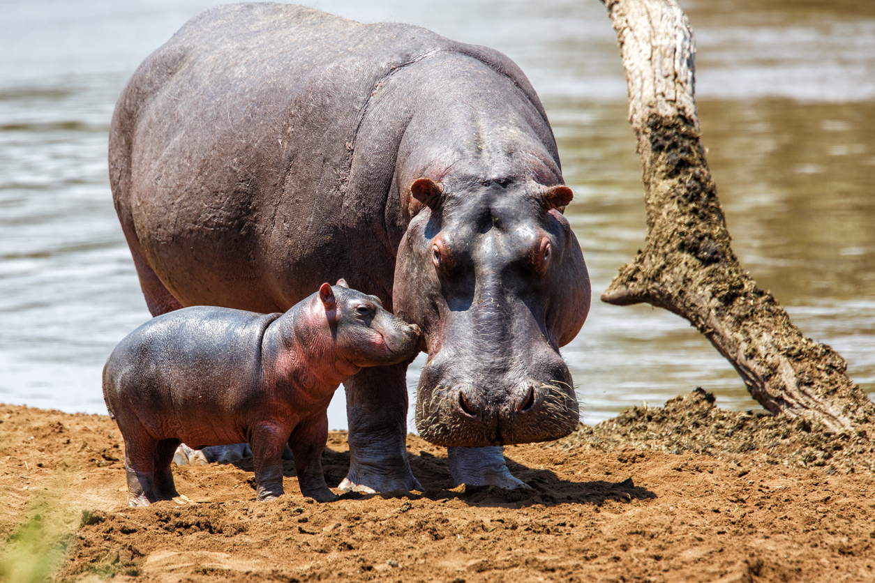 Hippo mother with baby in Kenya