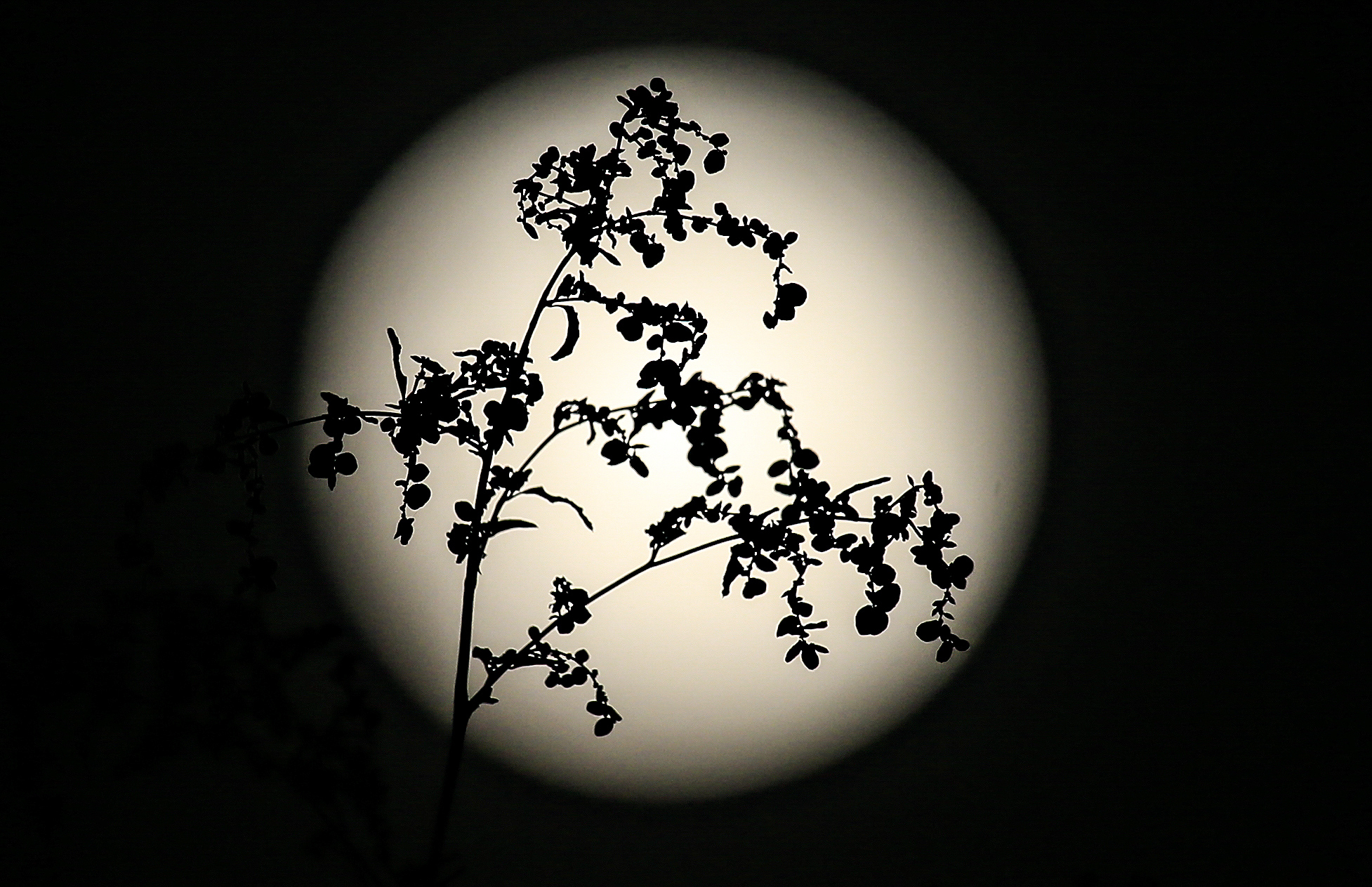 Photos: Beaver Moon 2020 shines in the night sky, coincides with penumbral lunar eclipse