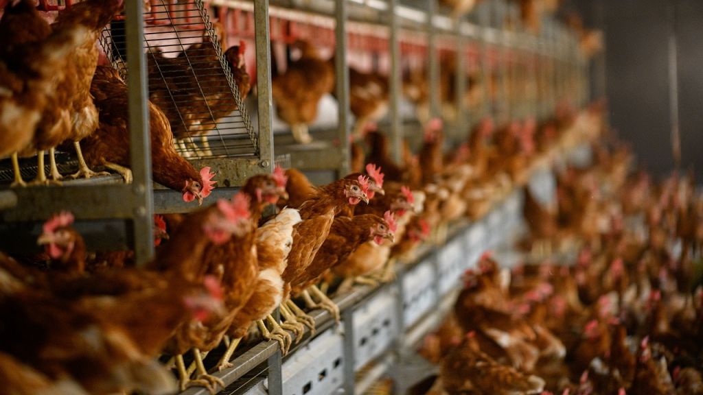 Barn fire at Arizona egg farm kills 165K hens