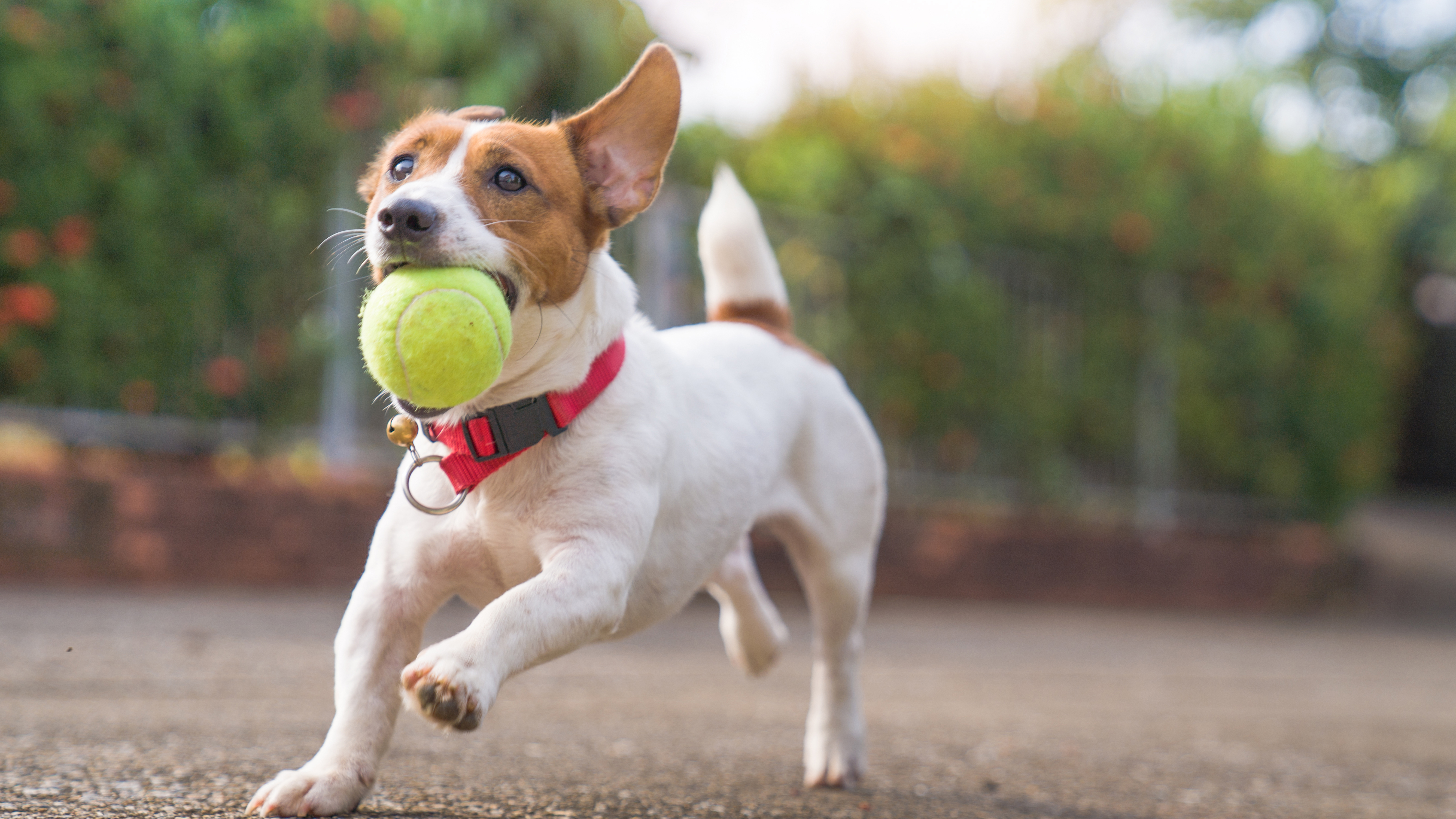 Puppy mistakenly euthanized at shelter