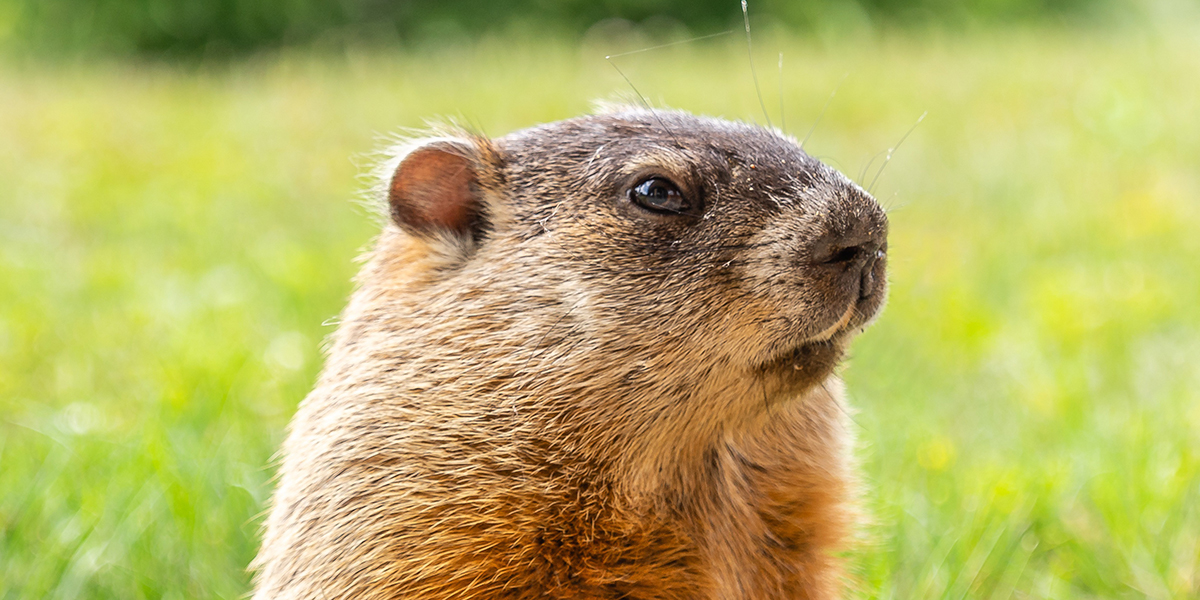 Groundhog